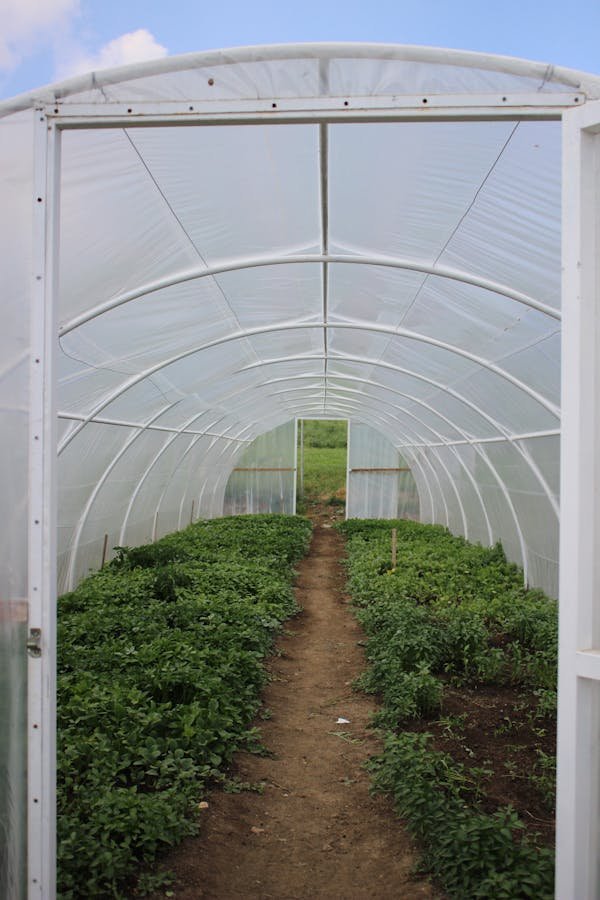 Découvrez comment choisir une serre tunnel pas cher et efficace